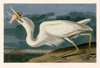 281 Great White Heron